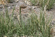 alkali saltgrass (Distichlis stricta )